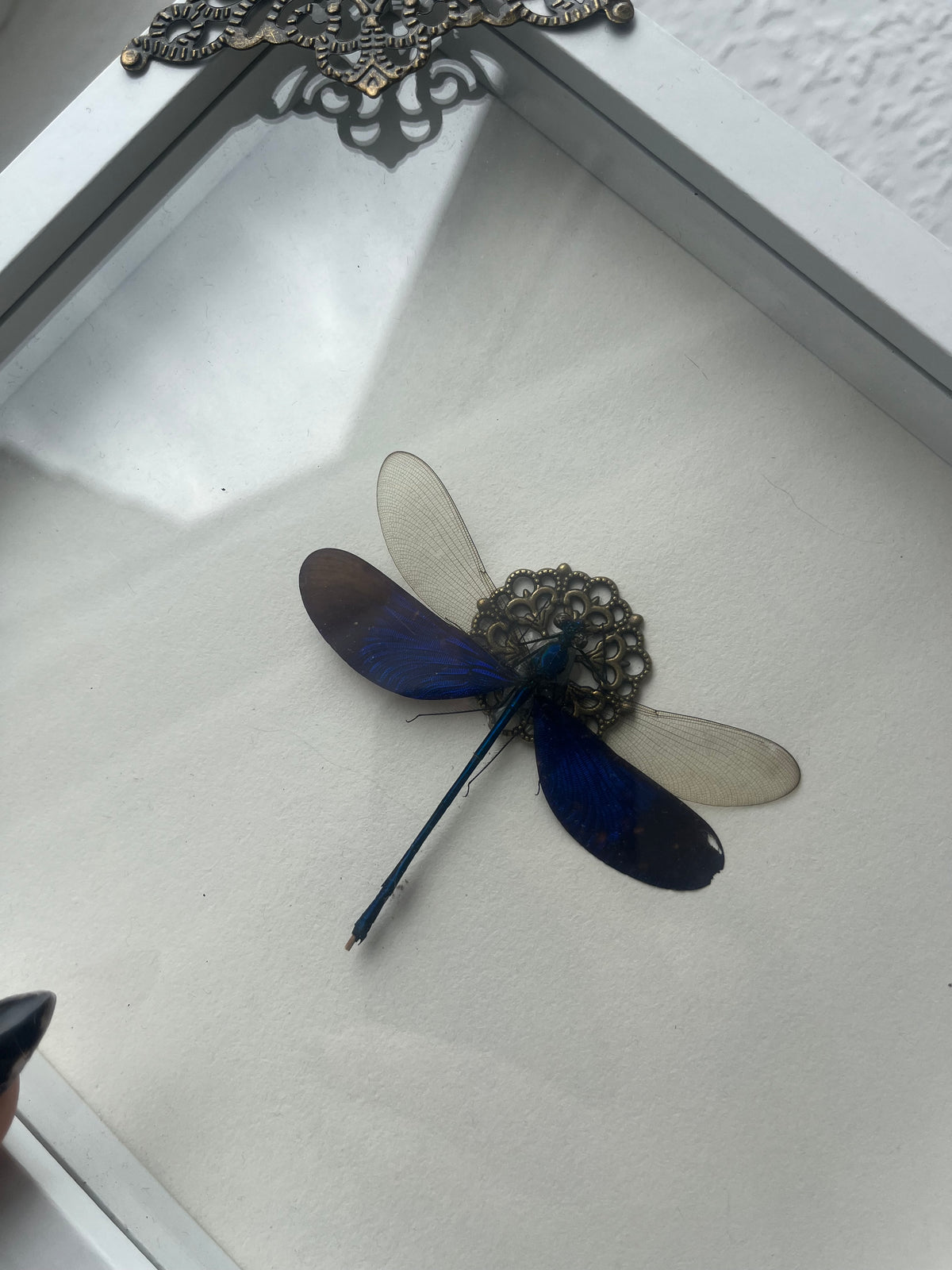 Neurobasis kaupi Pavo