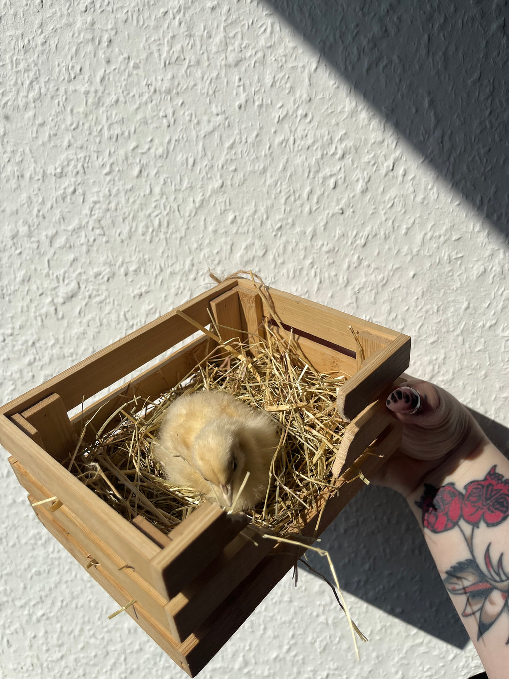 Golden hatch 🐣