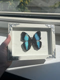 Morpho achilles