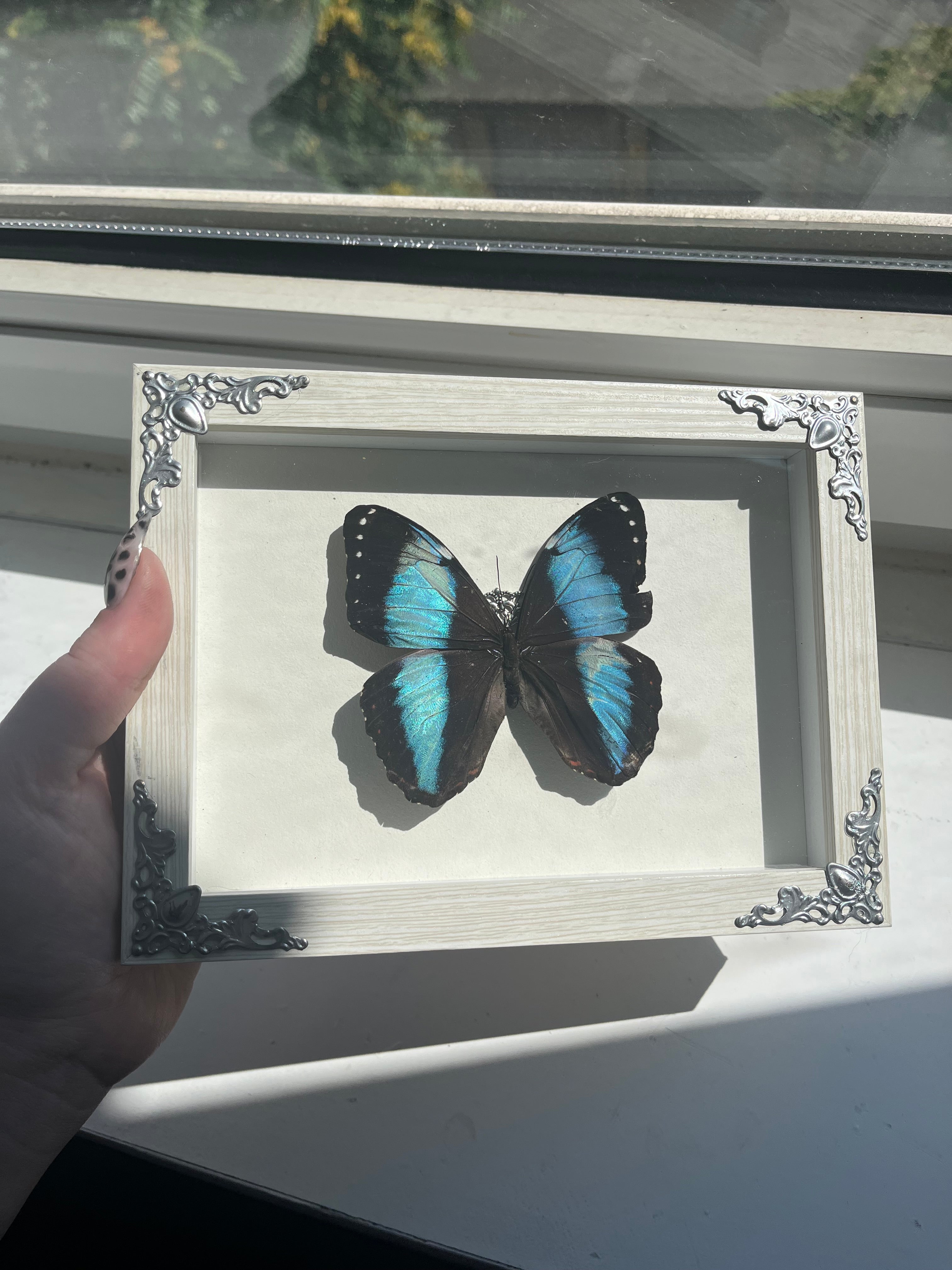 Morpho achilles