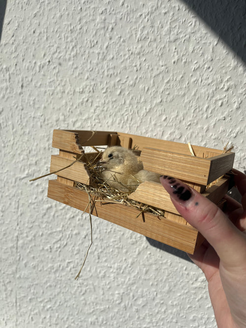 Golden hatch 🐣