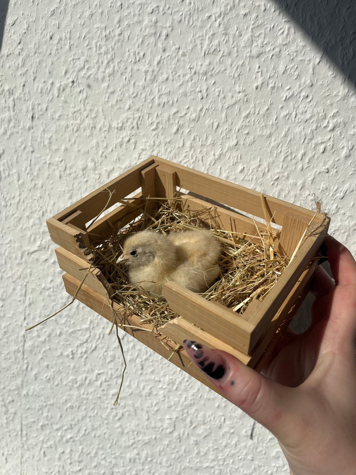 Golden hatch 🐣