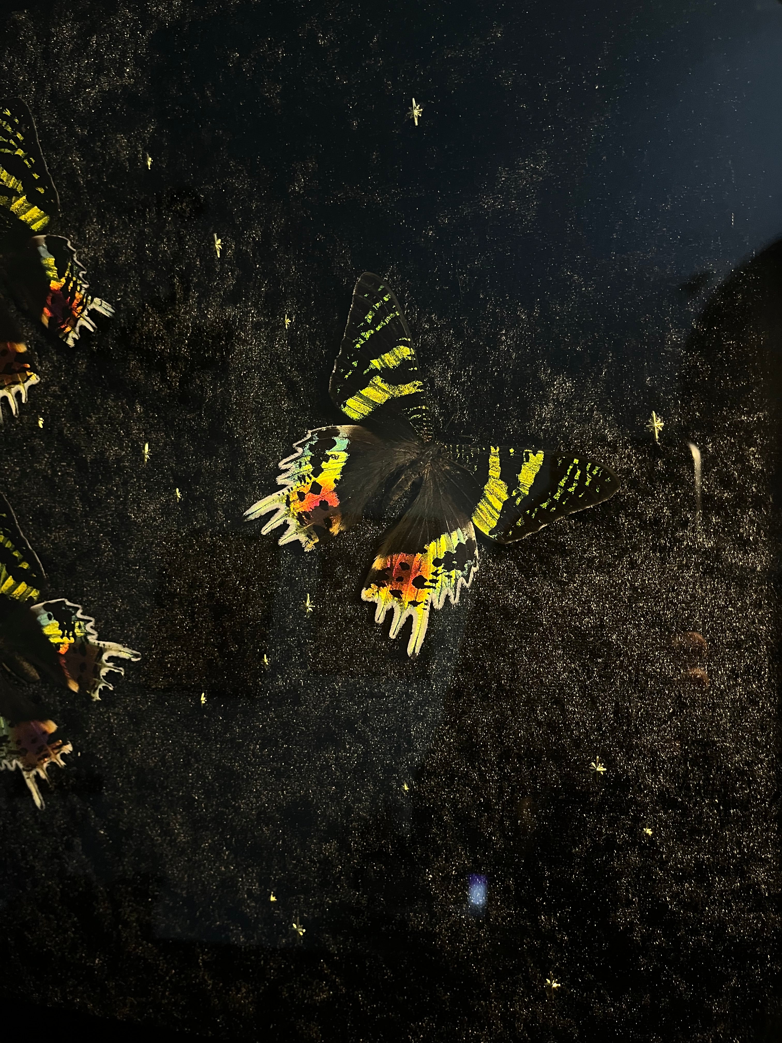 Urania ripheus