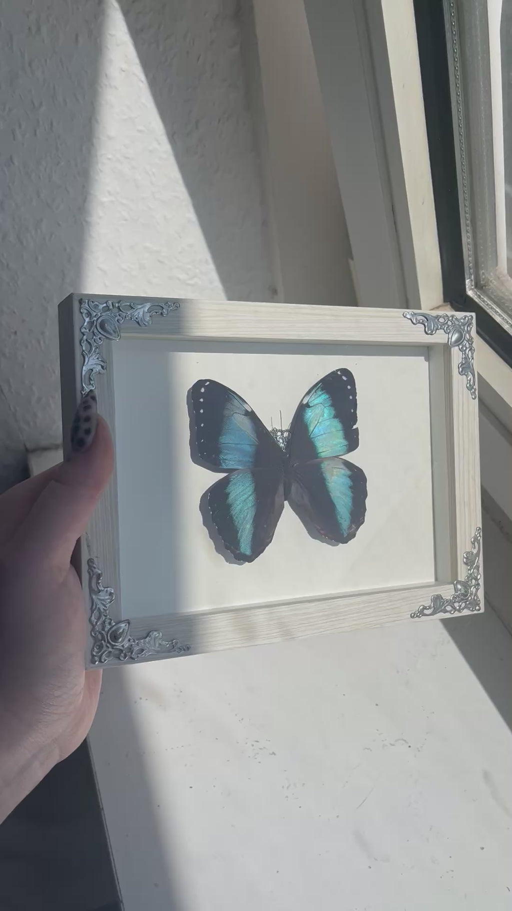 Morpho achilles